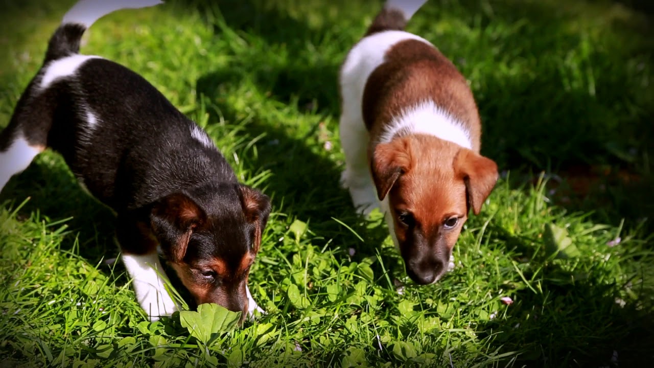 www.glatthaar-foxterrier.de