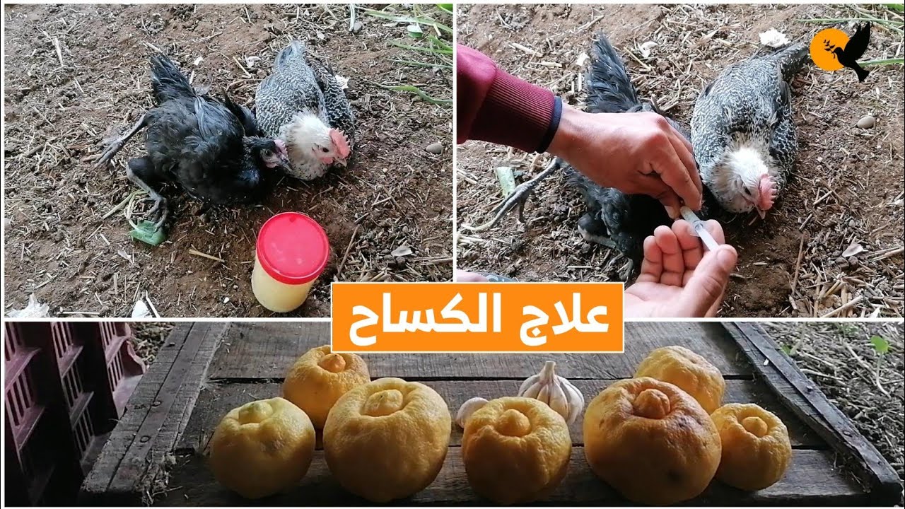 أقوى وصفة لعلاج مرض الكساح (شلل الأرجل) عند الدجاج