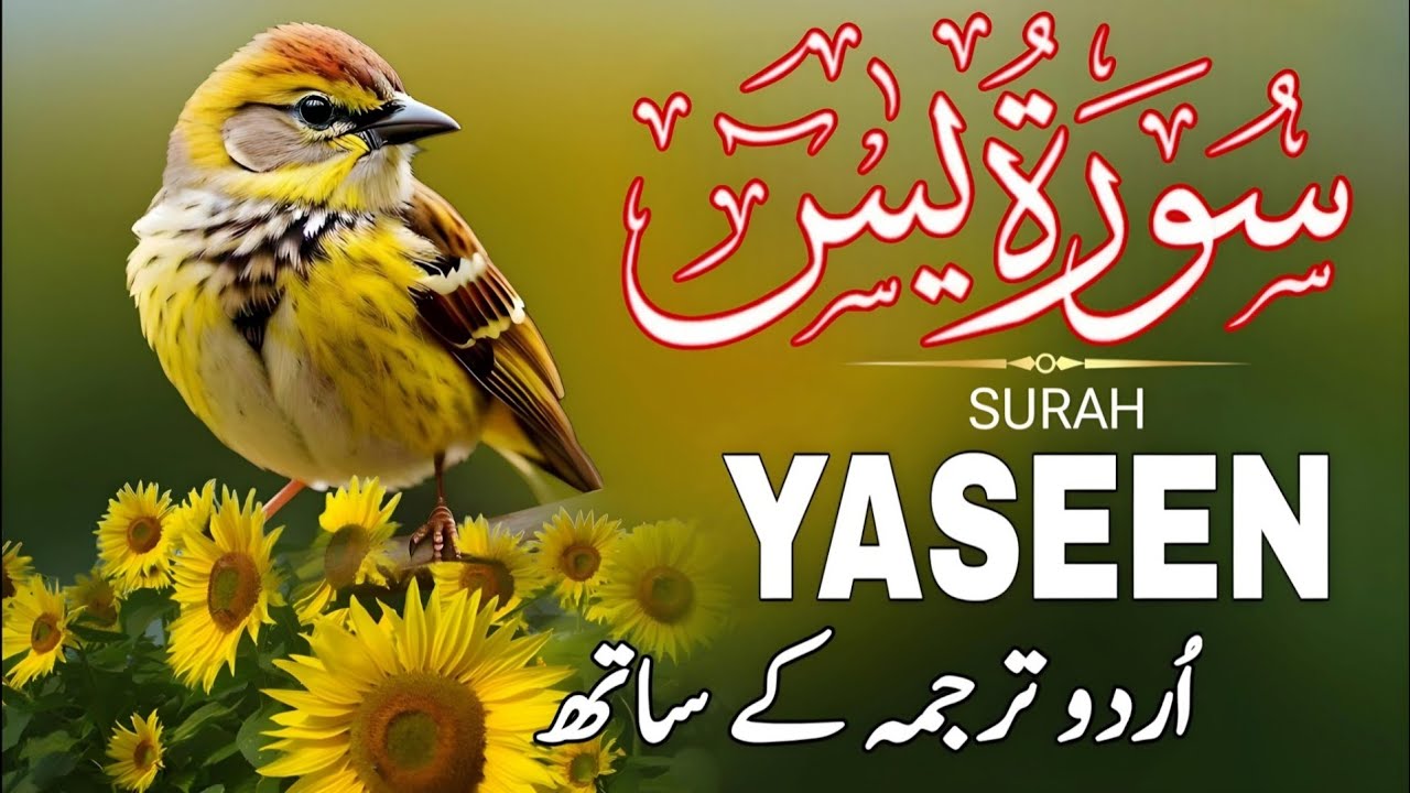 Surah  Yaseen | Surah Yaseen With Urdu Translation | Episode - 352