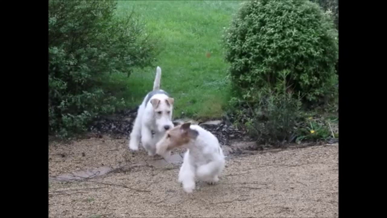 Loki en famille