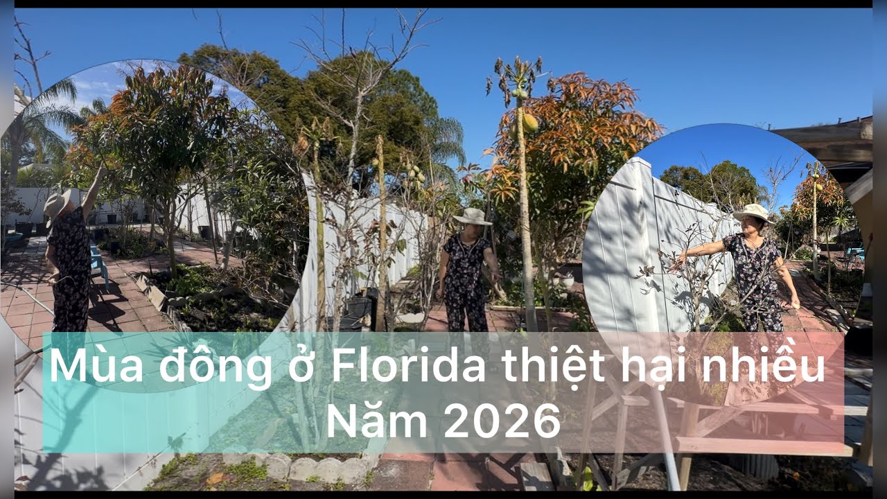 Làm nông ở Florida sau khi trải mùa đông khắc nghiệt của năm 2026
