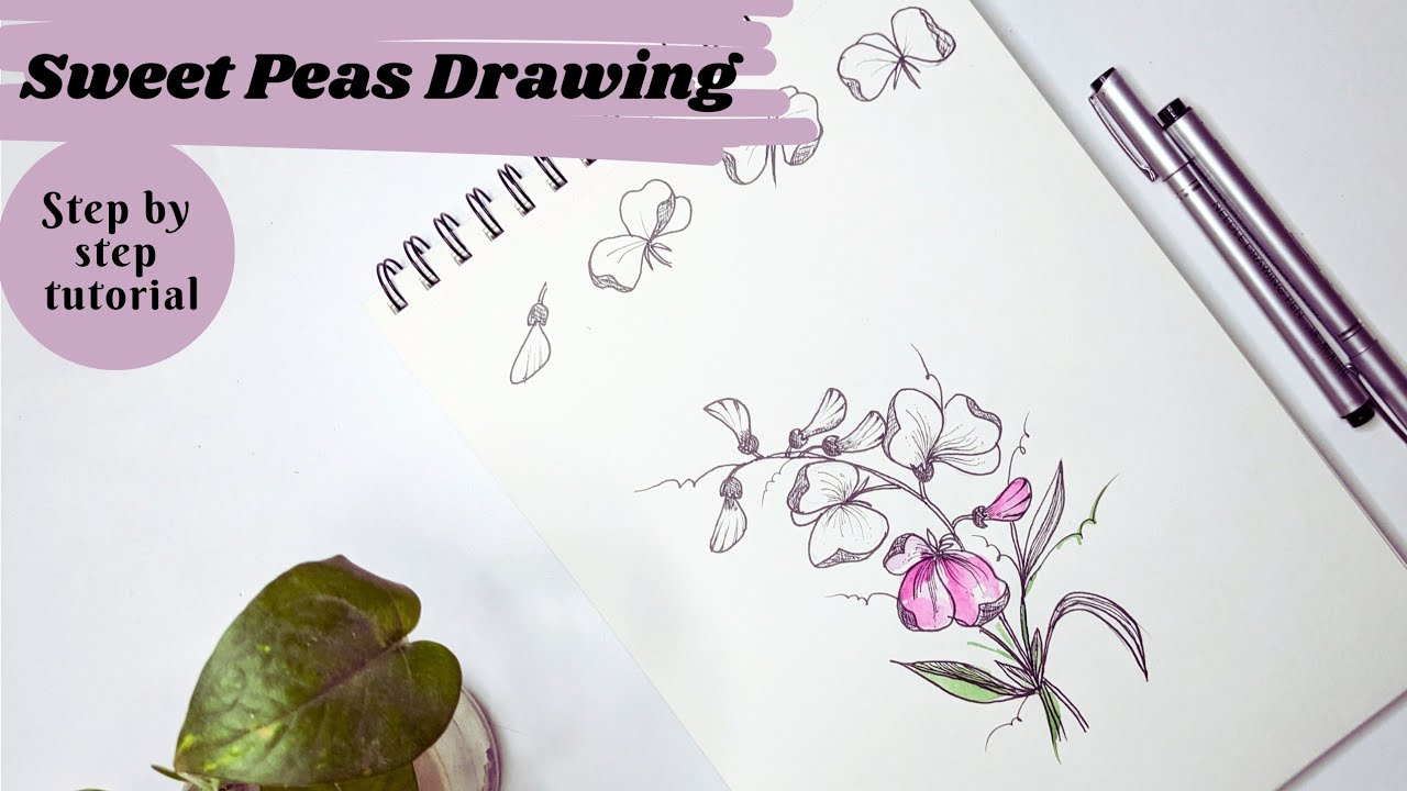 Sweet pea flowers. How to draw April's birth month flower | Sweet Peas. Floral illustration.
