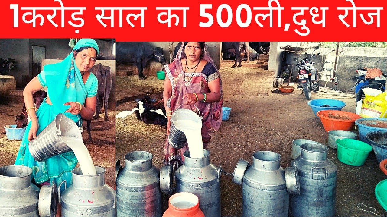 1करोड साल का 500लीटर दुध रोज 70भेसो कैसे buffalo largest dairy farm#dairysolutionbysatish#dairyfarm#