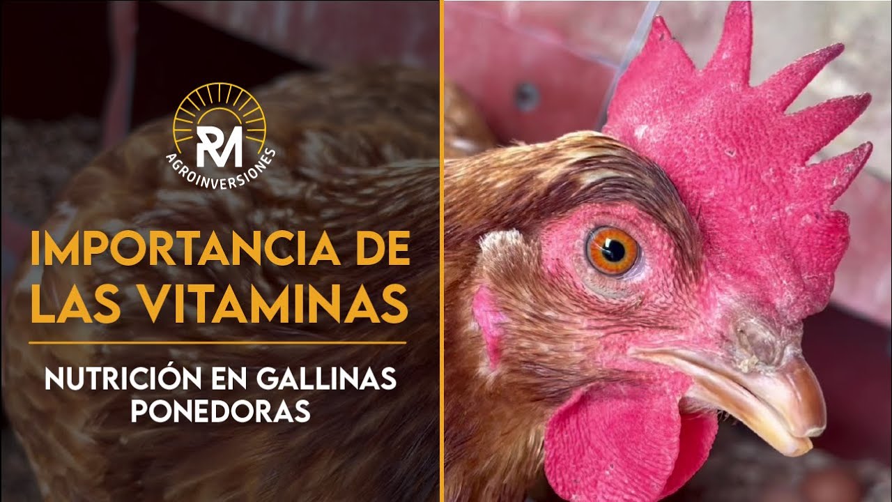 Importancia de las Vitaminas para GALLINAS PONEDORAS