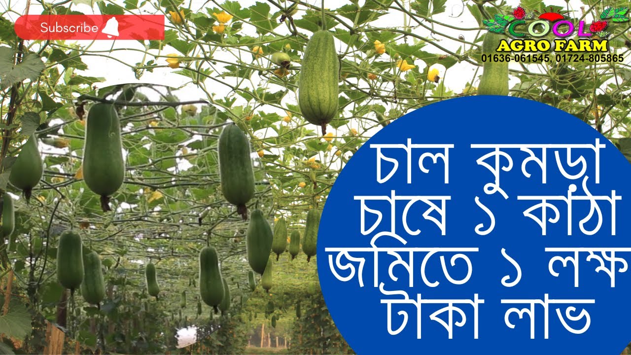 চাল কুমড়া চাষে ১ কাঠা জমিতে ১ লক্ষ টাকা লাভ-চাল কুমড়া চাষ করার পদ্ধতি।কুল এগ্রো ফার্ম