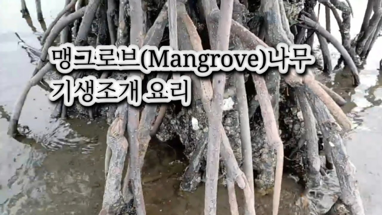 26.3.8 Mindanao Cagayan dioro 맹그로브나무 기생  조개 잡이 및 요리.