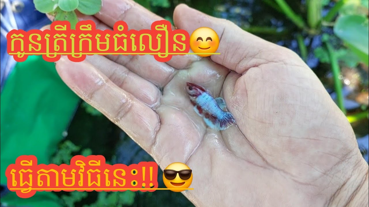 អនុវត្តនវិធីនេះកូនត្រីក្រឹមធំលឿន និងសល់ច្រើន #primitivebettafish #guppy 