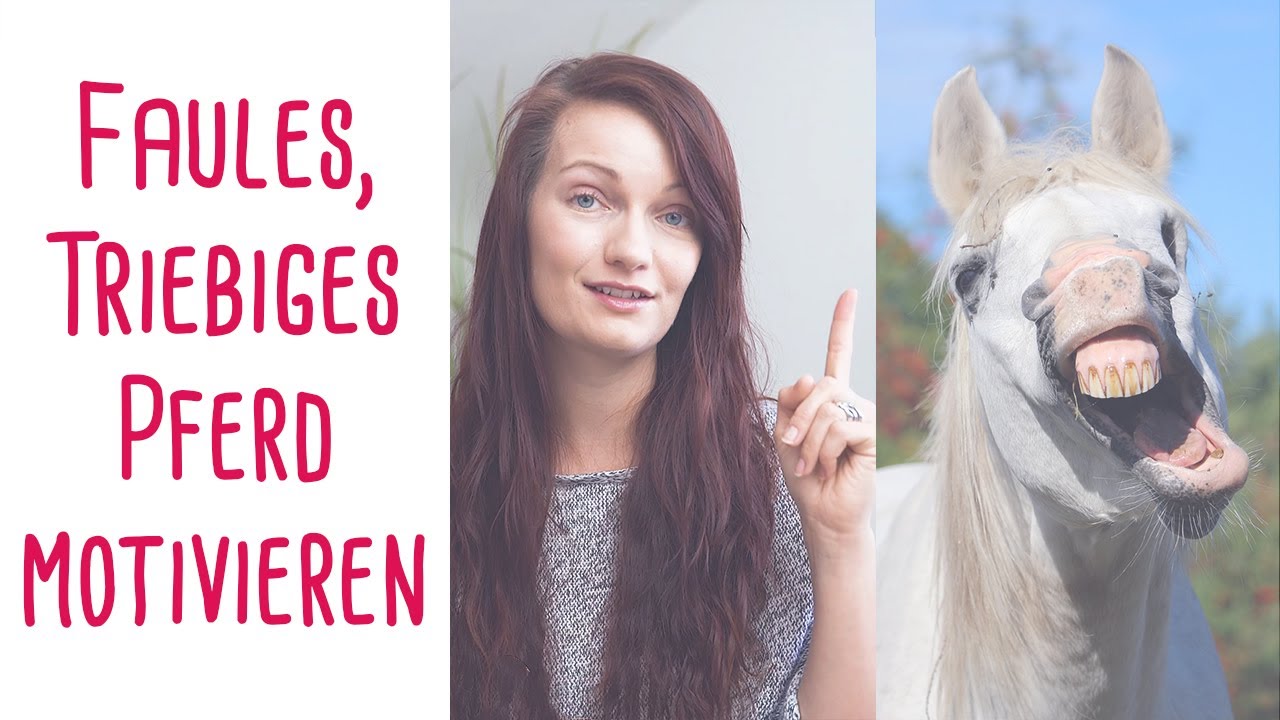 Faules, triebiges Pferd motivieren - Meine Tipps und Tricks!