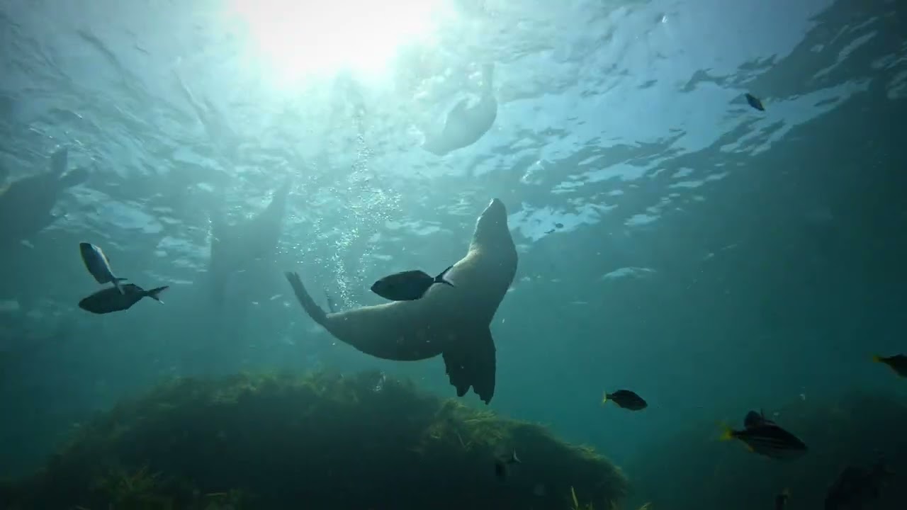 Seal scuba diving Narooma