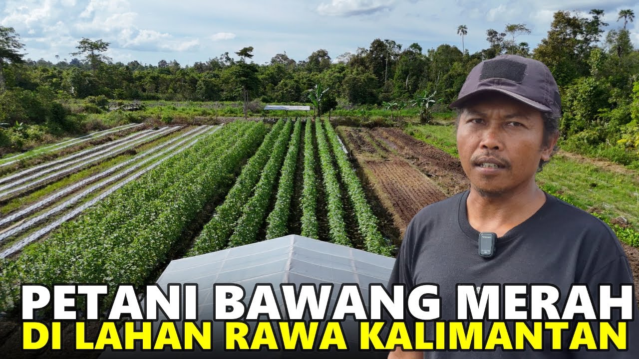 BAWANG MERAH, BROKOLI DAN MELON TUMBUH SUBUR DI LAHAN BEKAS RAWA TRANSMIGRASI KALIMANTAN UTARA