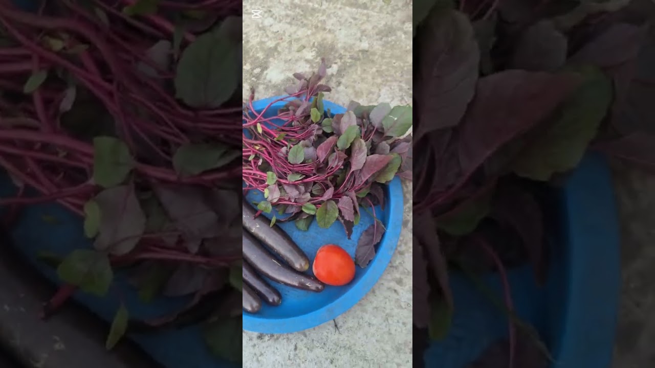 ছাদে করা শাকসবজি দিয়ে আজকে দুপুরের খাবার 😋🍆🍅🌶️🍀#shetusfamilyvlog #fypシ゚viralシfypシ゚ #fypalシfyp