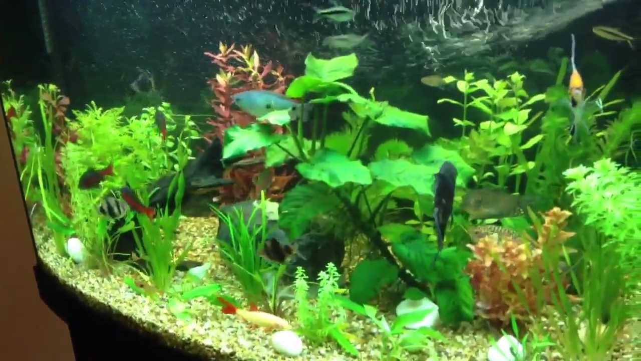 Juwel Vision 180 Aquarium