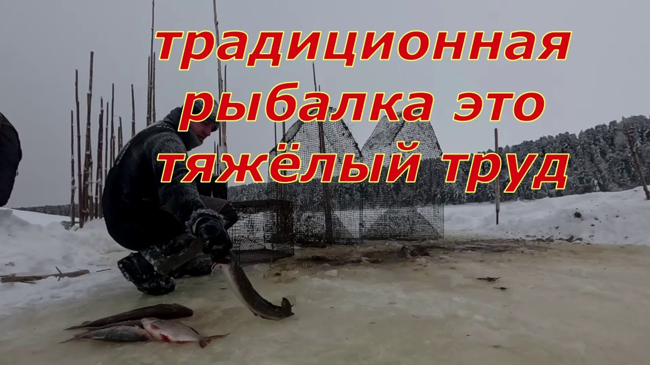 Традиционный промысел малочисленных народов севера это всегда тяжёлый труд . Улов отдал деду.