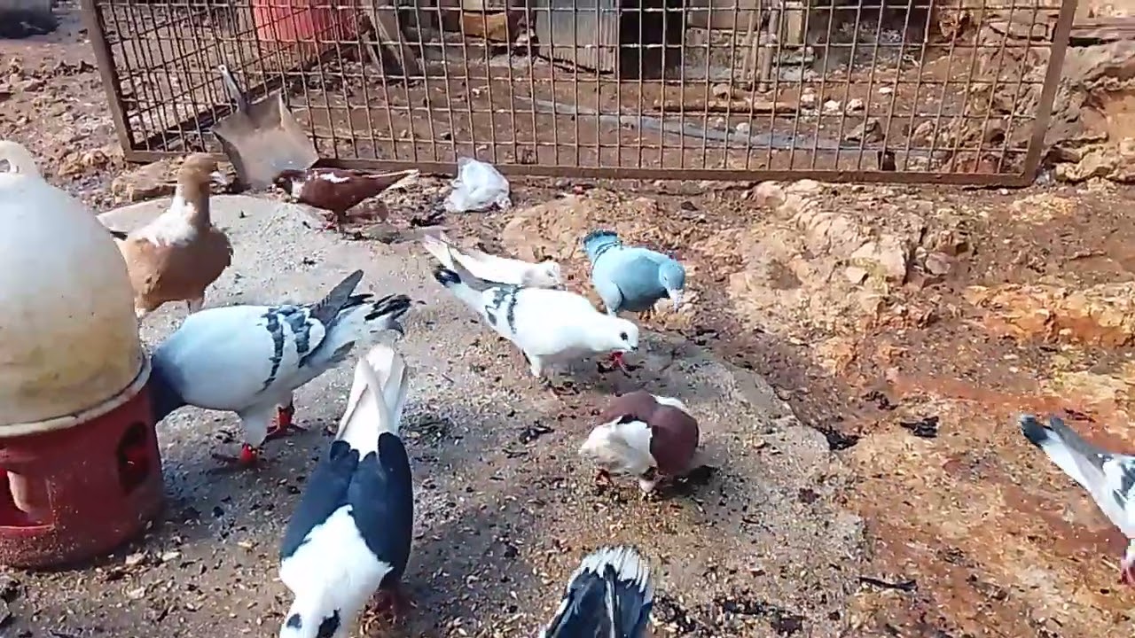 ١٩ شباط ٢٠٢٦