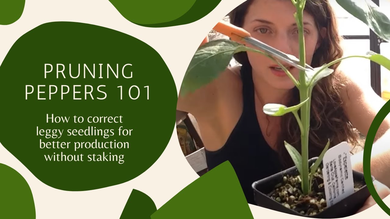 Pruning Peppers 101