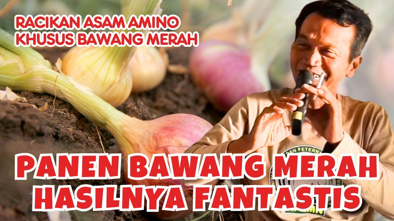Akhirnya Dibongkar‼️ Cara Buat Asam Amino Khusus Bawang Merah
