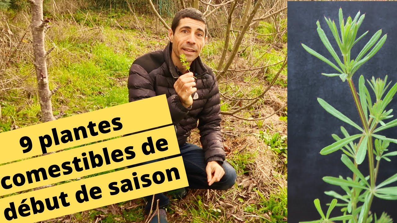 🍀🌸😋9 PLANTES SAUVAGES COMESTIBLES DE DEBUT DE SAISON🍀🌸😋