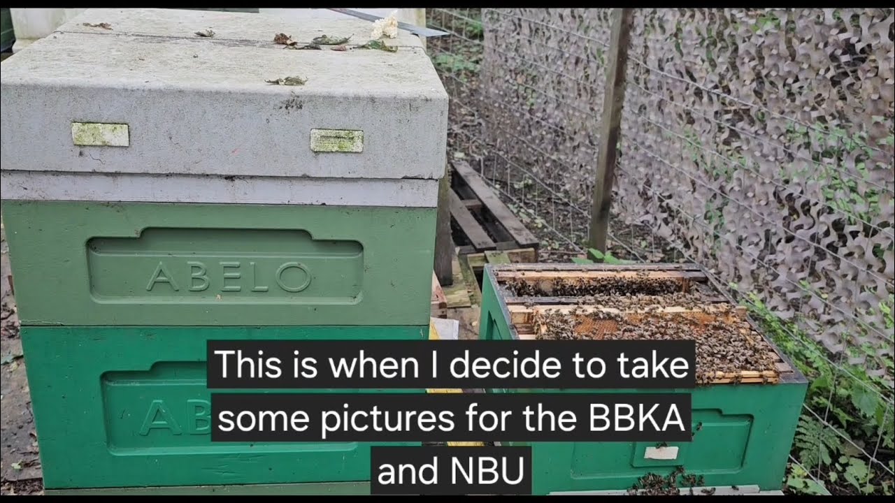 European Foul Brood or Chalkbrood - A Disease Scare leads to a worried email to the NBU - 14/07/24