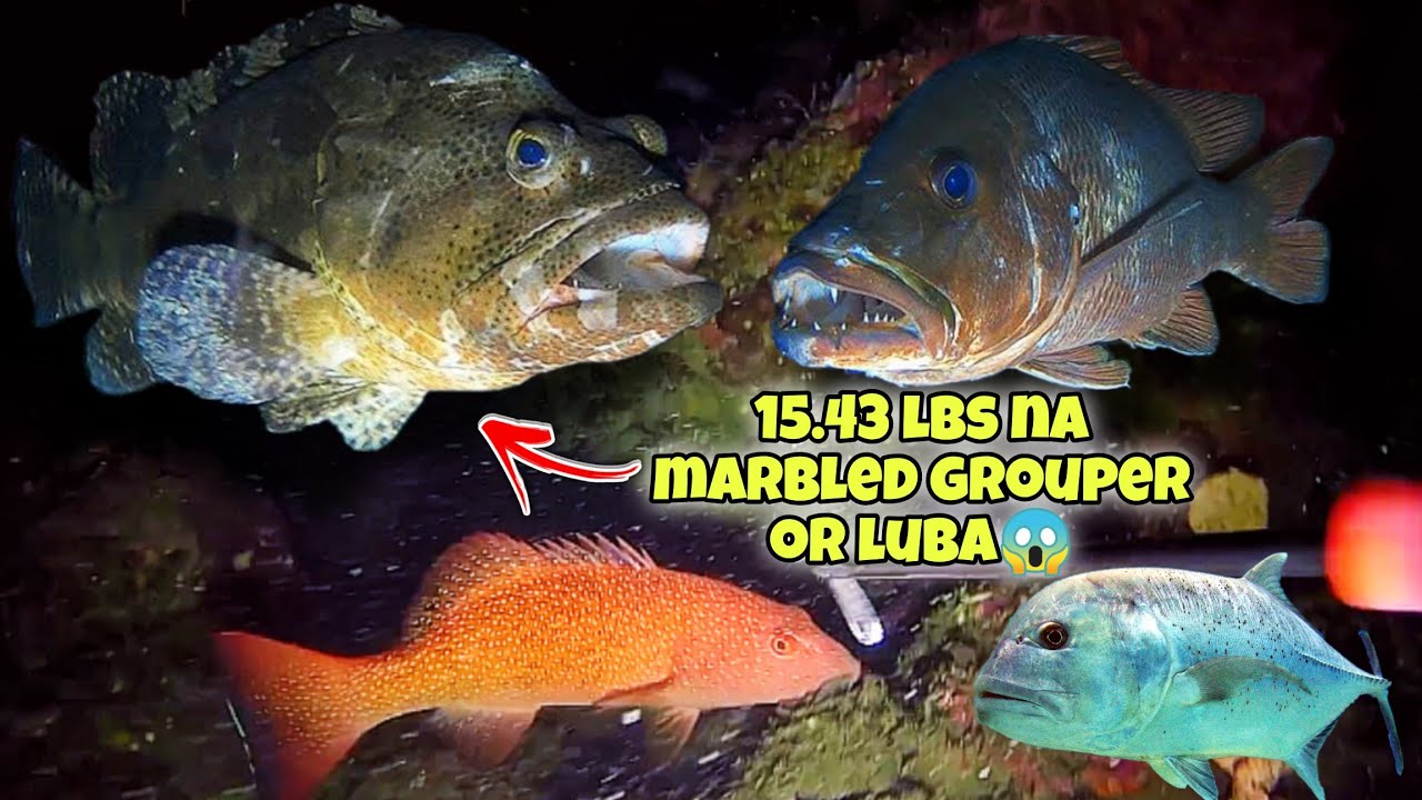 15.43 LBS NA MARBLED GROUPER OR LUBA😱 #fishing #fish #seafood #kapanatv #viral #viralvideo #post