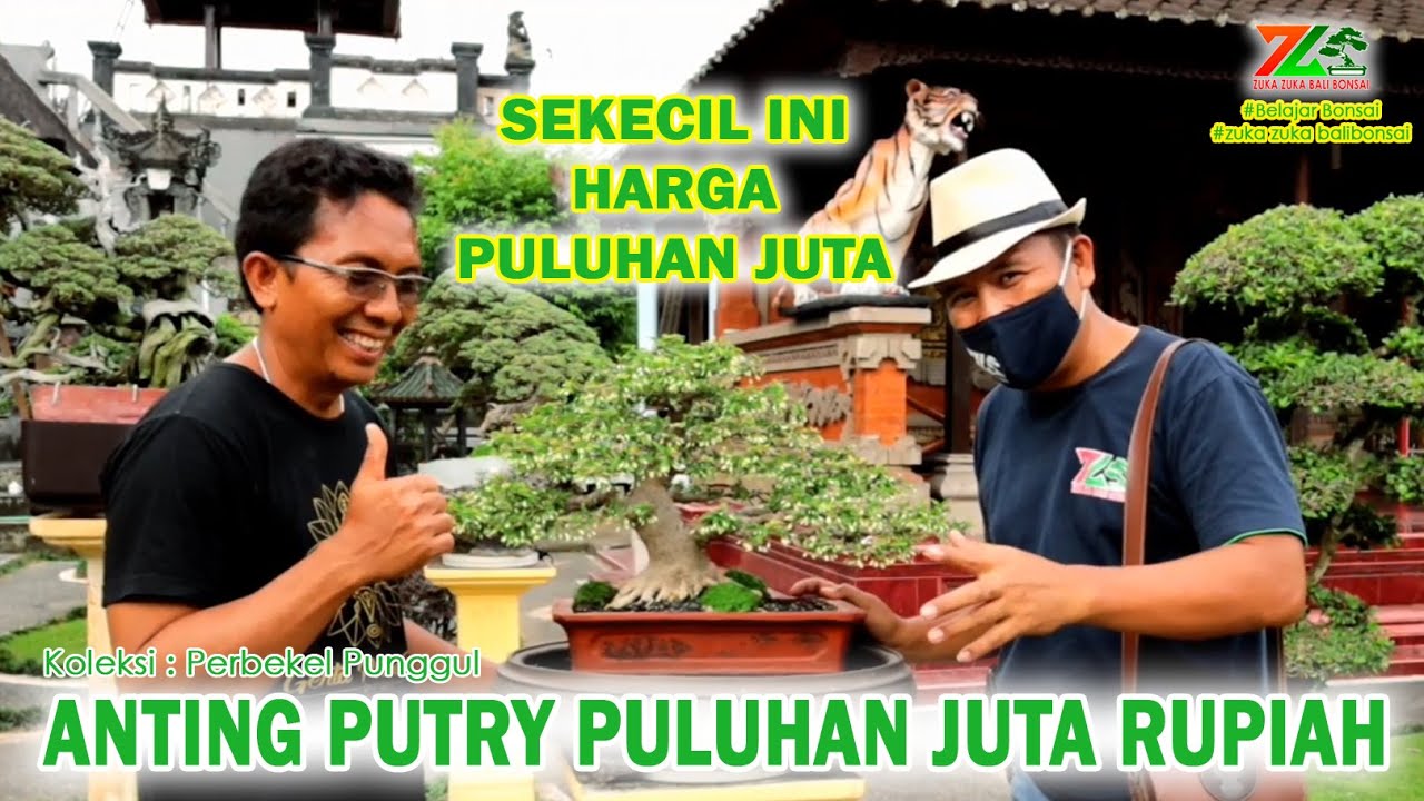REVIEW ANTING PUTRI PULUHAN JUTA ( Wrightia religiosa )
