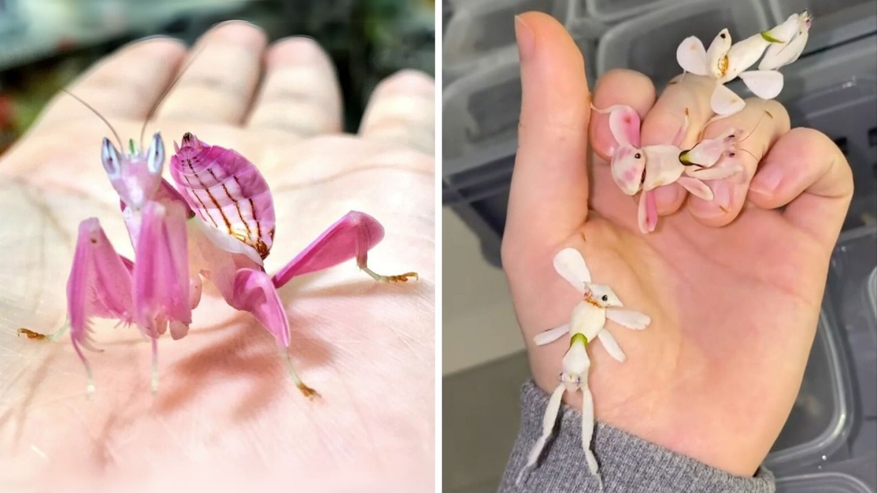 Orchid Mantis 🌸 Do NOT Touch This Flower!