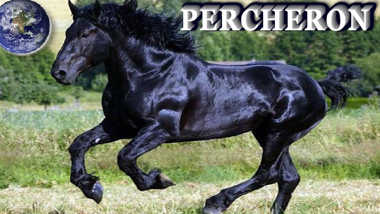 TOP Beautiful Percheron in the World!