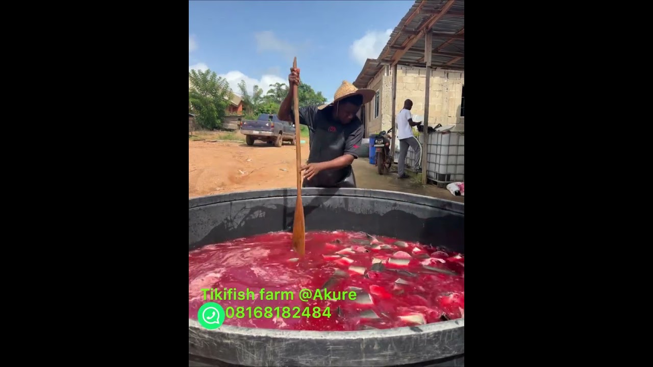 Preparing Catfish for Smoking at a Fish Processing Factory