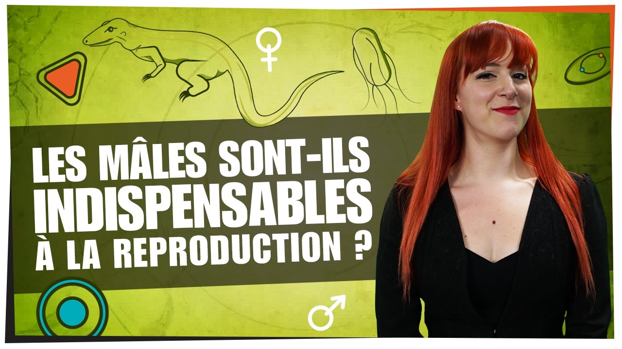 Les mâles sont-ils indispensables à la reproduction ? - Castor Mother #02 - String Theory