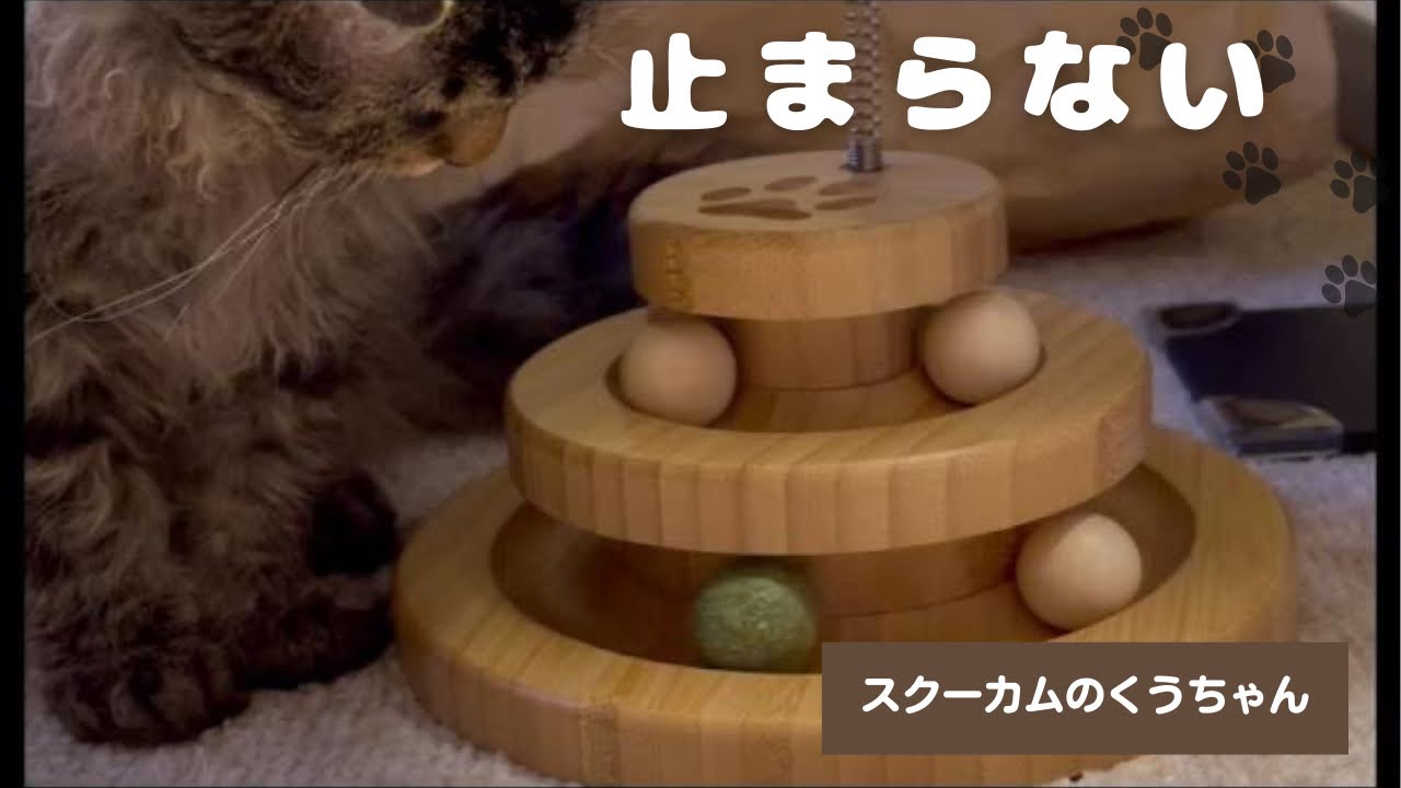 【猫おもちゃ】これ止まらない…無限コロコロに夢中な猫