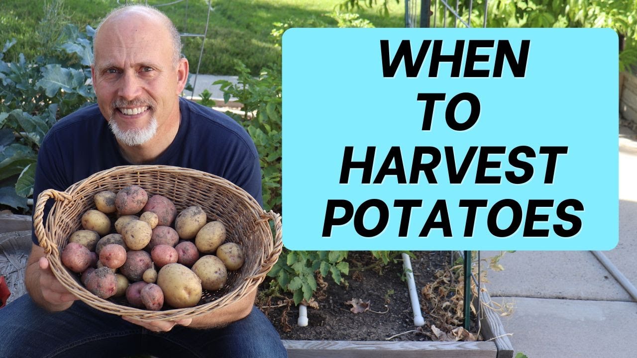 When To Harvest Potatoes