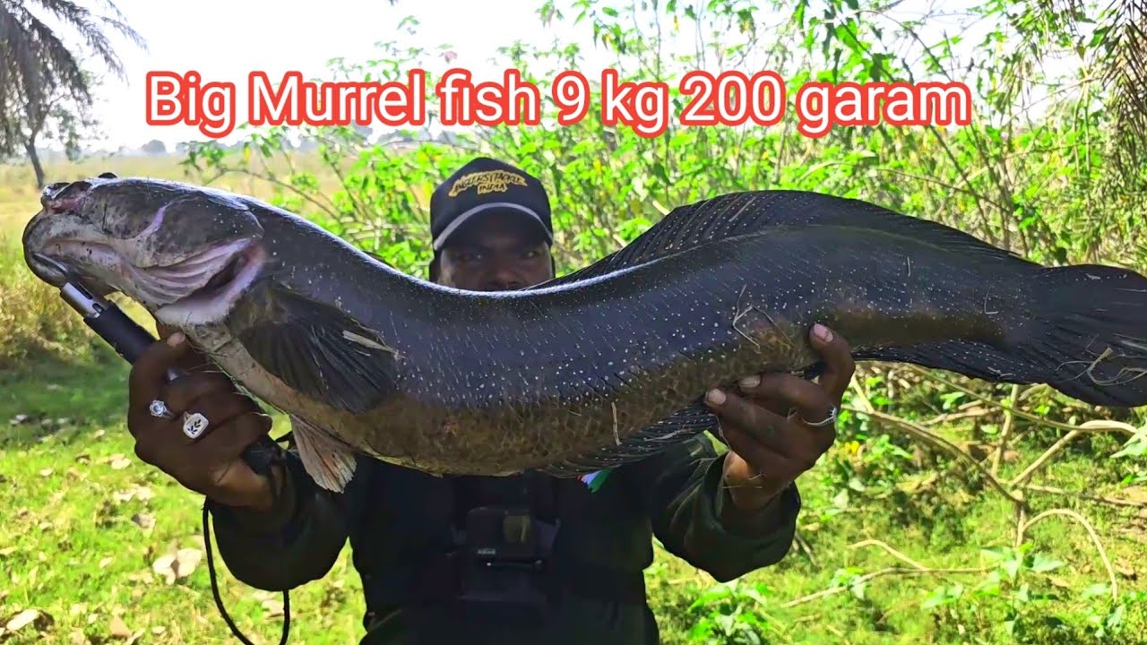 Big Murrel Fishing Video | Fishing Frog Fishing Techniques | Ahtesham khan Fishing