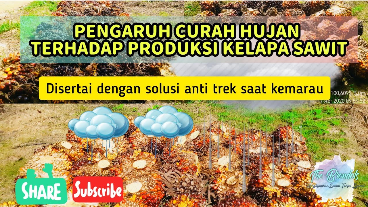 Pengaruh Curah Hujan Terhadap Produksi Kelapa Sawit