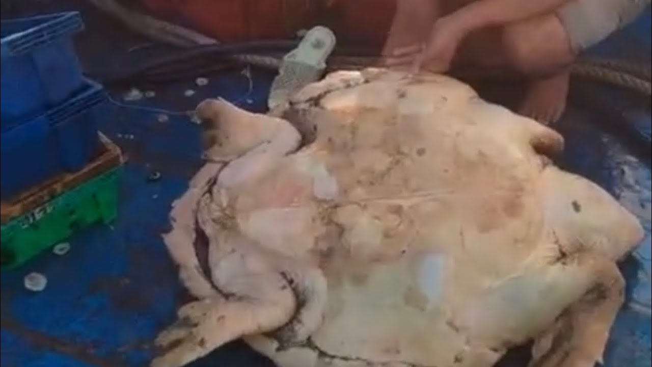 Giải cứu cụ rùa 🐢 bị mắc lưới và con hà bám 
