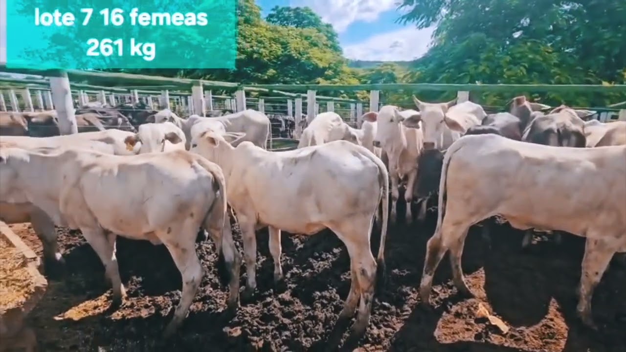 PRÉVIA LOTES LEILÃO - 27 DE JANEIRO - IGARATINGA/MG