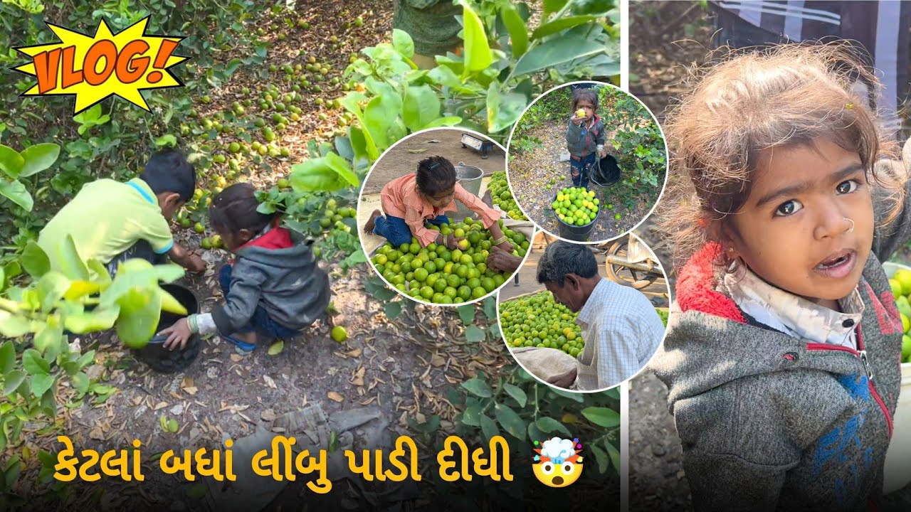 કેટલાં બધાં લીંબુ પાડી દીધી 🤯 પથારો પાડી દીધી લીંબુ vlog #kamoLifestylevlog #LemonVlog