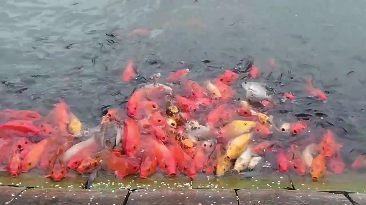 Collector Pukur Jessore Color Fish