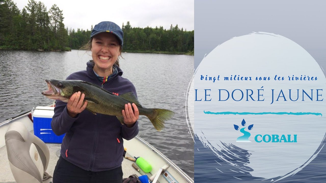 🎣 Vingt milieux sous les rivières | 2. Doré 🐟