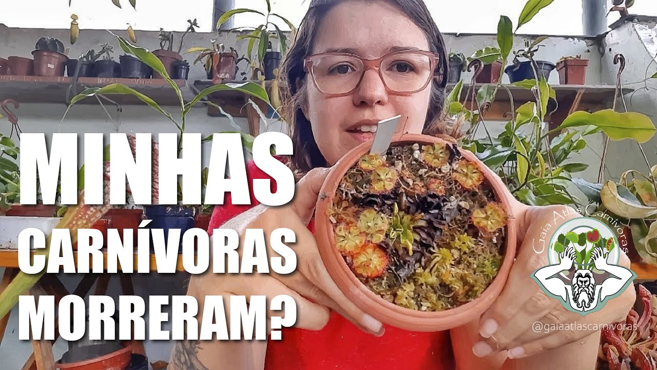DORMÊNCIA | PLANTAS CARNÍVORAS