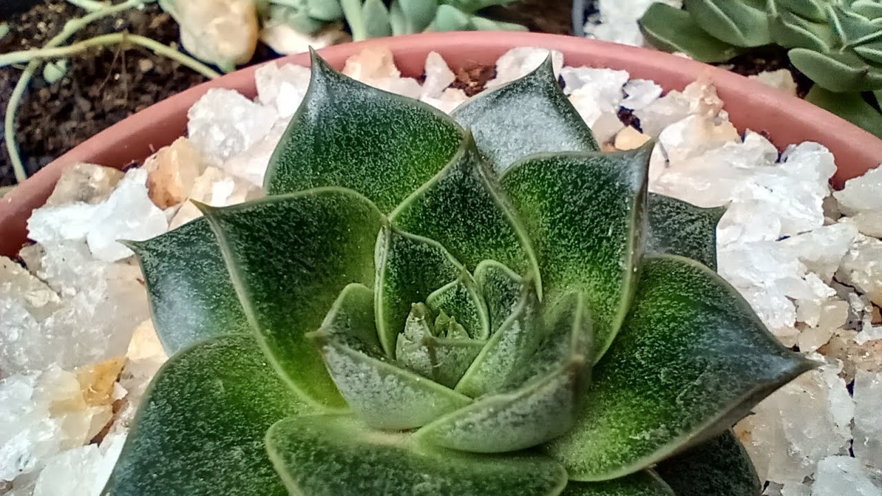 Echeveria dionysos /dicas de cultivo e propagação