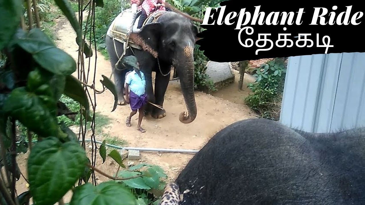 Elephant Ride in Thekkady தேக்கடி | Elephant Junction | KERALA