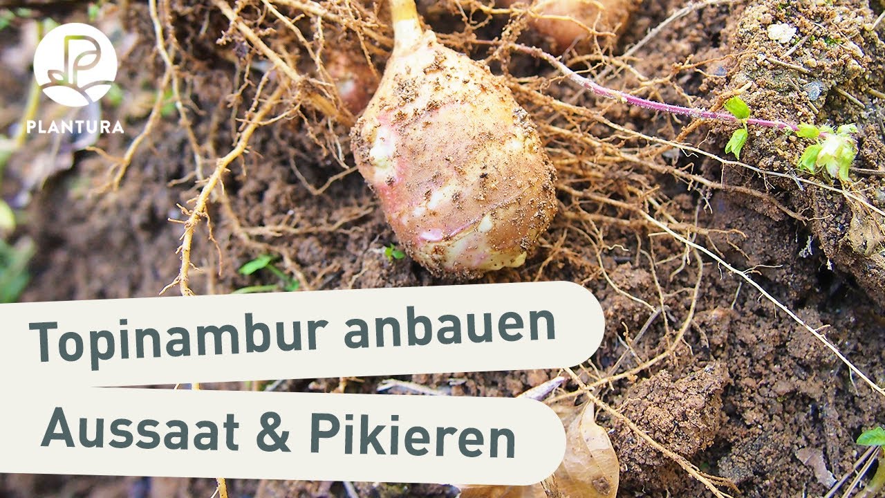Topinambur im Topf pflanzen (Anleitung)