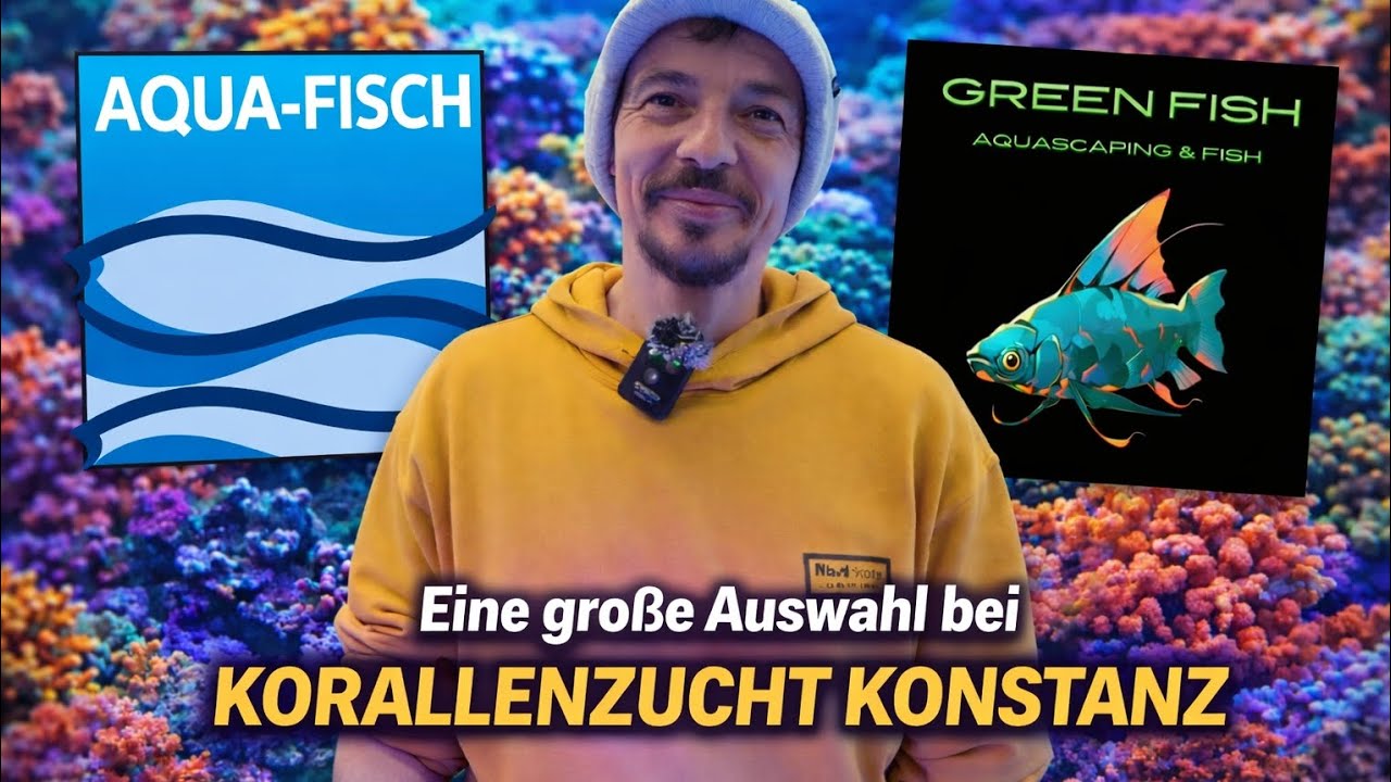 Die Korallen Nachzucht Auswahl war groß 