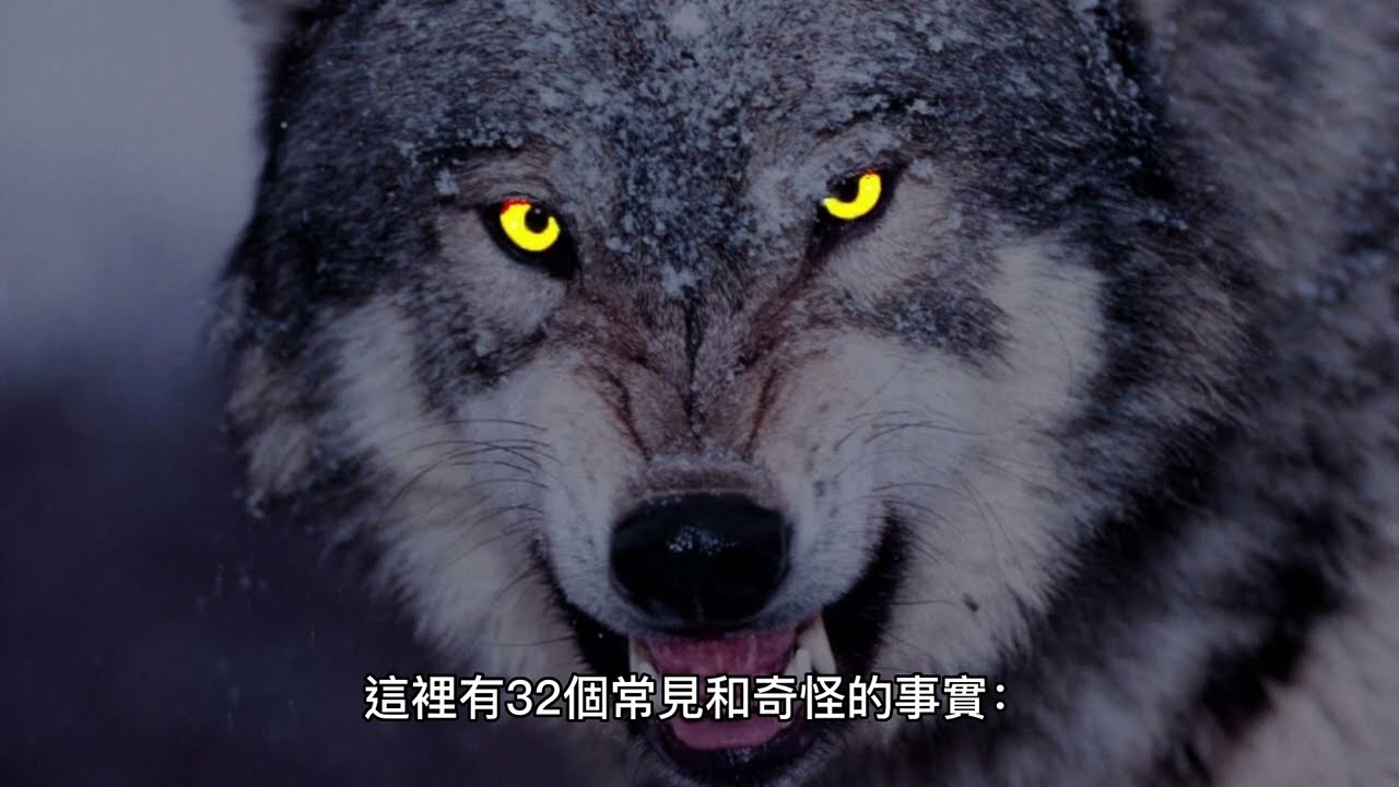 狼是一種非常優秀的動物在此介紹狼的32種常見和奇怪的事實