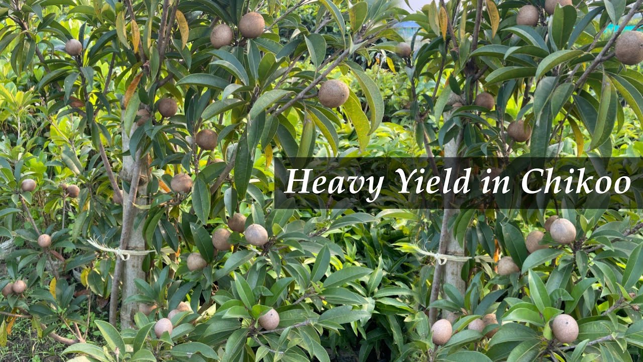 What is the Best Verity in Chikoo for Commercial Farming || Best Process for Plantation
