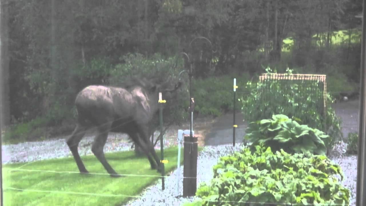 Mr. Moose meets the electric fence