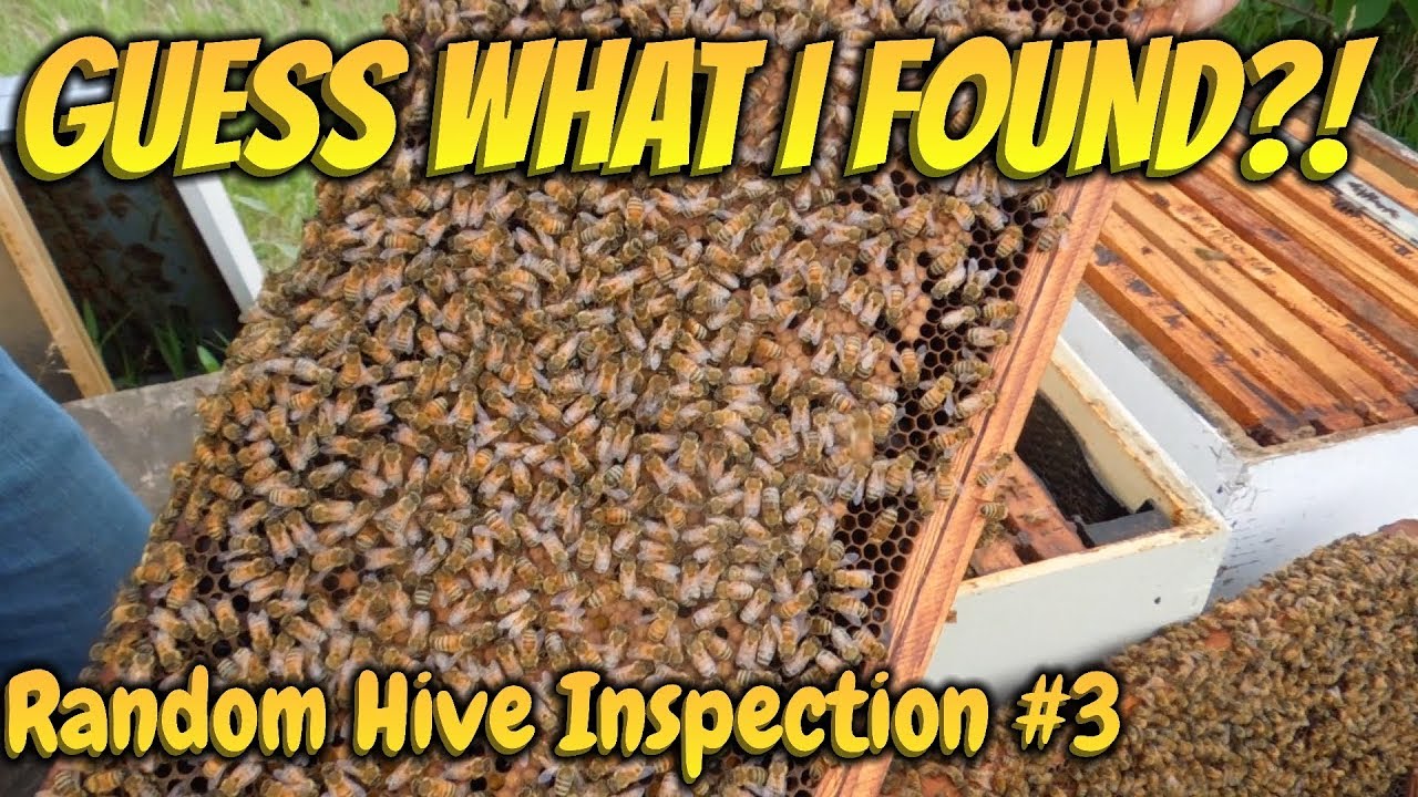 Surprise Bee Hive Inspection!
