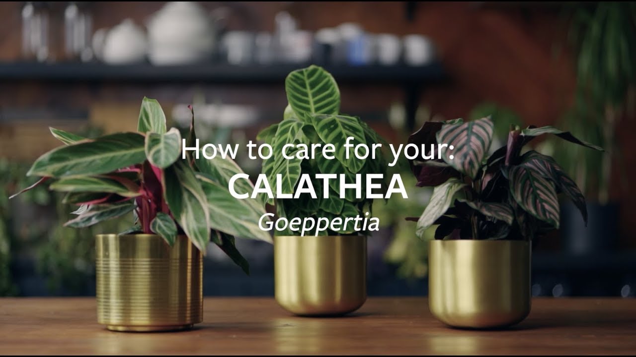 How to care for your Calathea | Grow at Home | RHS
