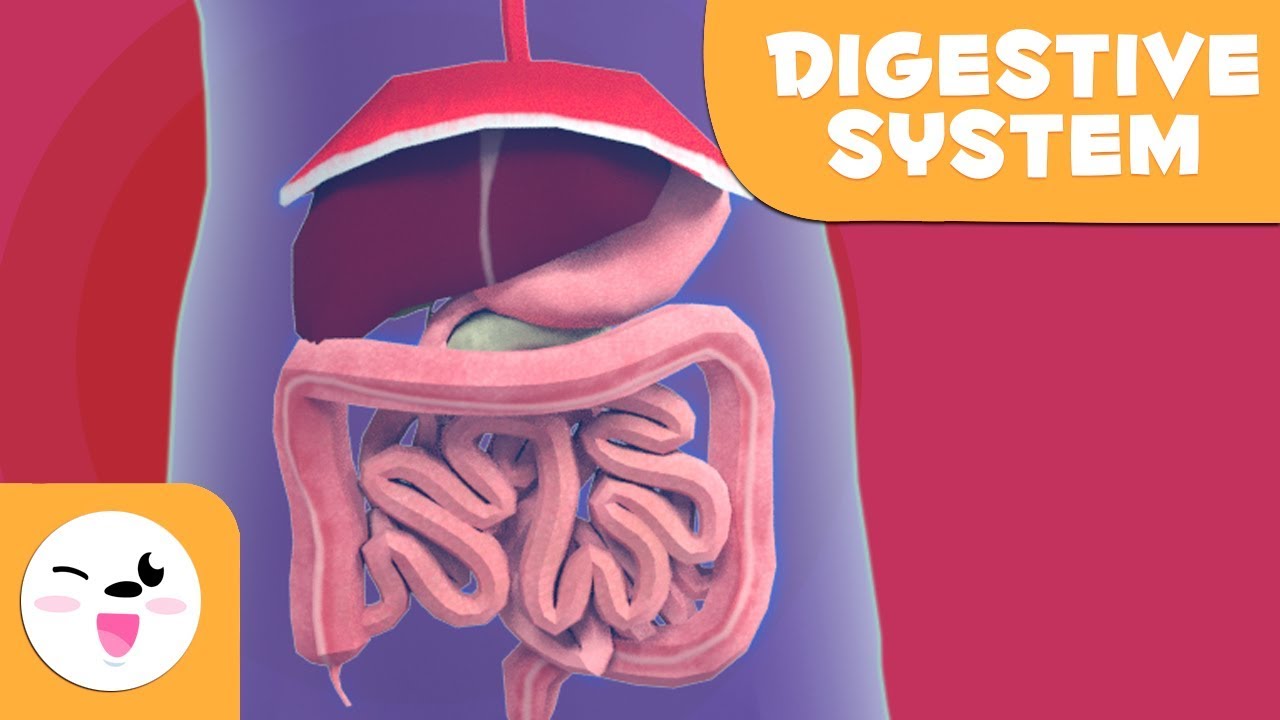 The Digestive System - Learning the Body for kids