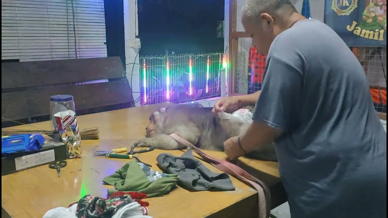 Prepare Jk Shaki Shakina For Dinner