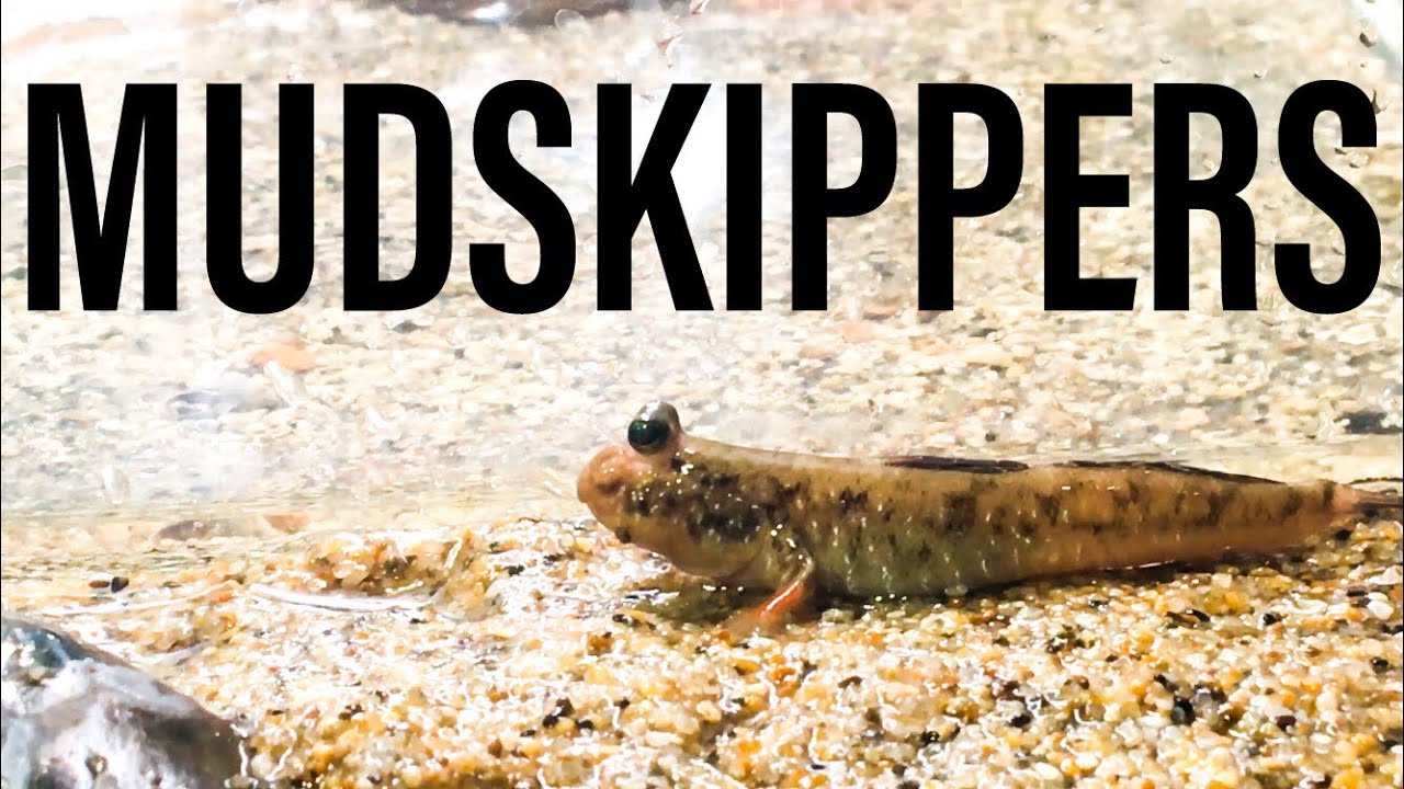 My Mudskipper Tanks!